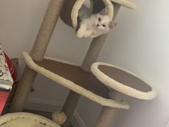-Bastet sally猫舍购宠(静安店)