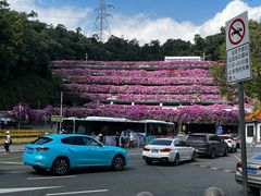 -深圳仙湖植物园