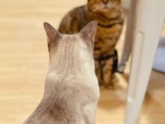 -Cappucimeow猫咪咖啡馆(韦伯时代店)