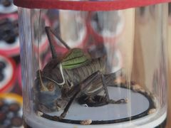 -华声天桥民俗文化园