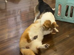 -柯斗斗主题餐厅·狗咖·围炉煮茶·茶饮(国瑞升平里店)