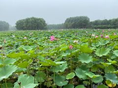 -东郊湿地公园