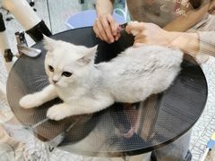 -momokira米努特·德文卷毛猫·棉花面纱犬