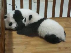-成都大熊猫繁育研究基地