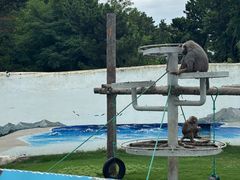 -西霞口神雕山野生动物世界