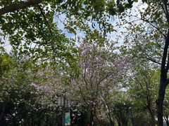 -顺峰山公园