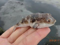 -红树林天天赶海