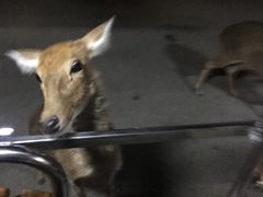 -清迈夜间动物园