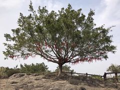 -漳州滨海火山岛自然生态风景区