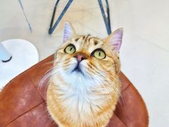 -共舞时光猫咖·狗咖(新街口店)
