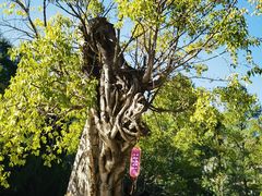 -崇圣寺三塔文化旅游区