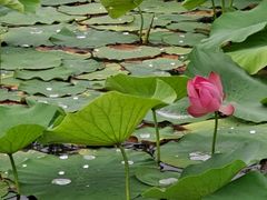 -羊亭河湿地公园