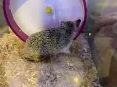 -平行世界·猫咖(首经贸店)