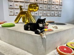 -柴务处·柴犬主题狗咖