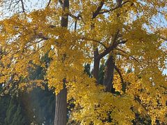 -苏州文庙(姑苏区)