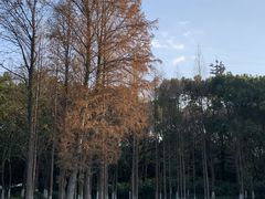 -新洲生态园