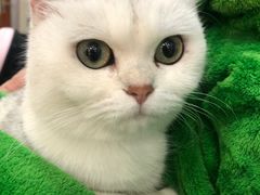 -艾贝尔宠物诊疗