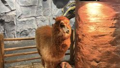 -Zoolung Zoolung动物主题公园(海信广场店)