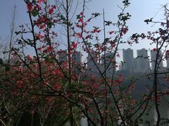 -重庆彩云湖湿地公园