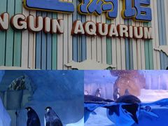 -海合安成都极地海洋公园