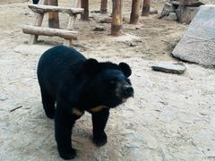 -石家庄市动物园