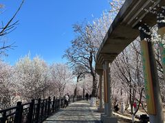 -桃花堤公园