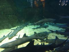 -烟台海昌鲸鲨海洋公园