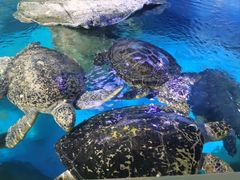 -烟台海昌鲸鲨海洋公园