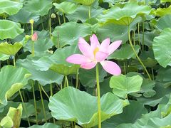 -荷塘月色湿地公园·向阳花洲
