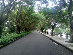 -大湾区中央湿地公园