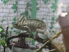 -淄博花灯齐彩城