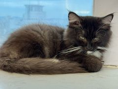 -共舞时光猫咖·狗咖(新街口店)