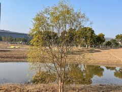 -春花秋色城市公园