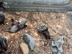 -西霞口神雕山野生动物世界