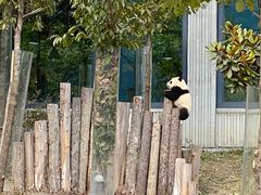 -卧龙中华大熊猫苑神树坪基地