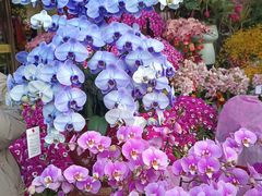 -溪岸路花鸟市场