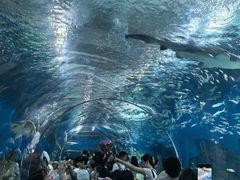 -海合安武汉极地海洋公园