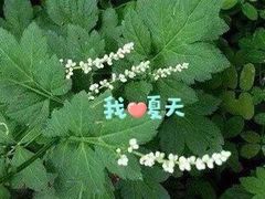 潮汕真珠猪血汤-膳糧·汕头肠粉·潮汕小吃(龙怡店)
