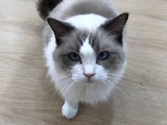 -1013 PET SHOP 宠物商店(近铁城市广场店)