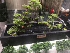 -菌子鲜汤野生菌锅