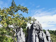-中国科学院西双版纳热带植物园
