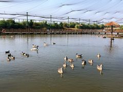 -鄱阳湖国家湿地公园