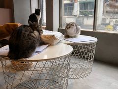 -猫儿山۰猫主题餐厅