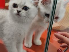 -babydoll猫舍·米努特·德文·缅因(久光中心店)