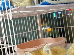 -萌宠之家·腊肠犬·马尔泰·小体犬舍