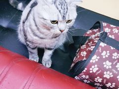 -瑞派天宁宠物医院·猫科·异宠中心