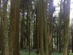 -阿里山神木遗迹