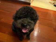 -宠物之家Pets Home 宠物寄养酒店