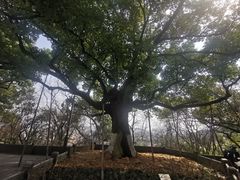 -吴山景区