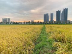 -光明小镇欢乐田园